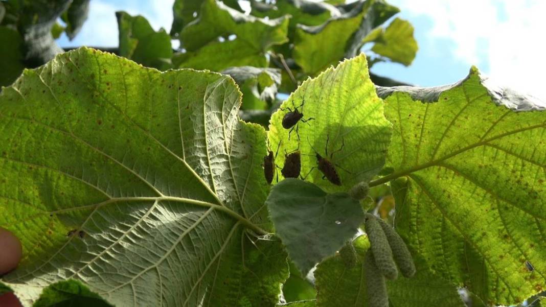 Samsun, Ordu, Sinop, Trabzon istila altında: Gördüğünüz yerde öldürün! Bu işin şakası yok, seferberlik ilan edilmeli! 21